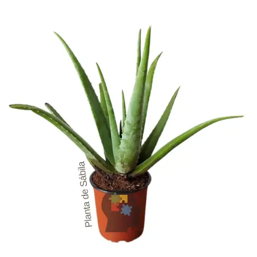 Sabila (Aloe vera)