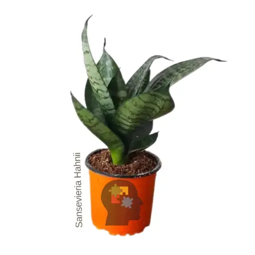 Sanseviera (Sansevieria Hahnii)