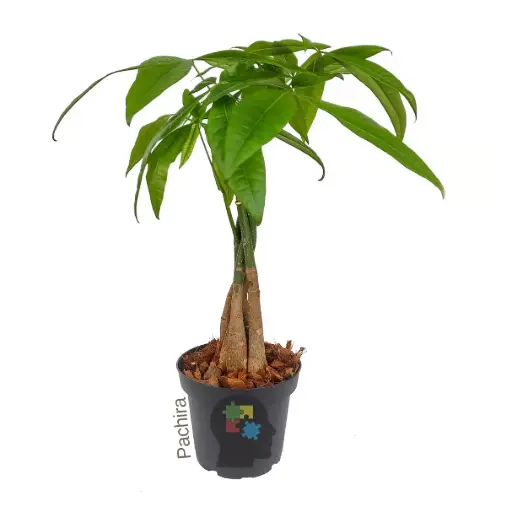 Pachira (Pachira aquatica.)