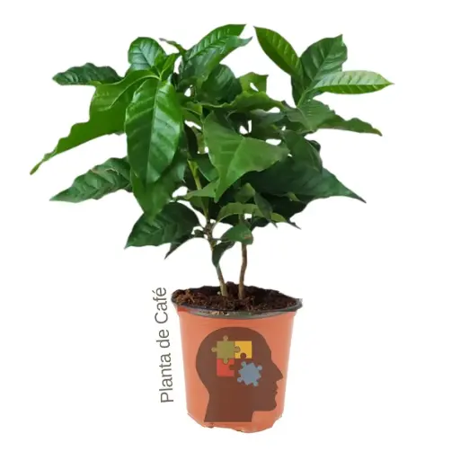 planta de café (Coffea arabica)
