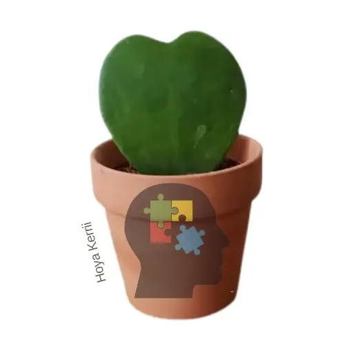 [111] Hoya crazón(Hoya kerrii)