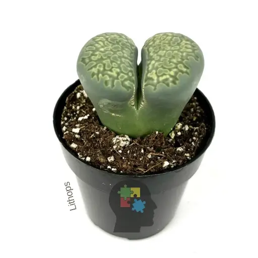 [112] Piedra viva (Lithops salicola)