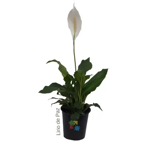 [037] Lirio de paz (Spathiphyllum wallisii)