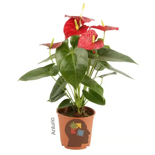 [038] Anturio rojo (Anthurium andreanum)