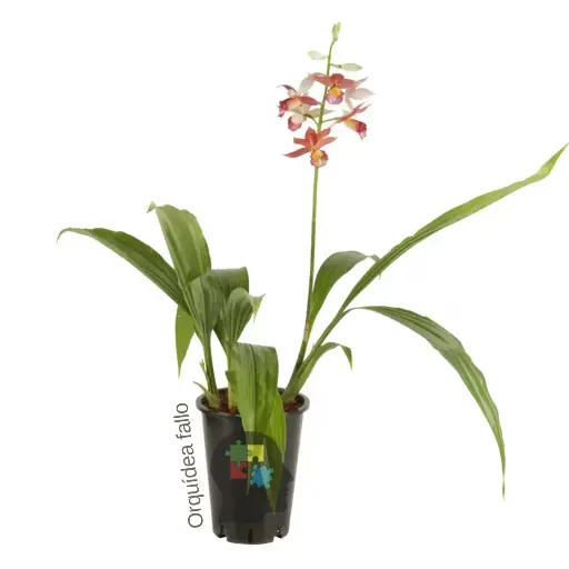 Orquídea velo de Monja - Lycaste Virginalis