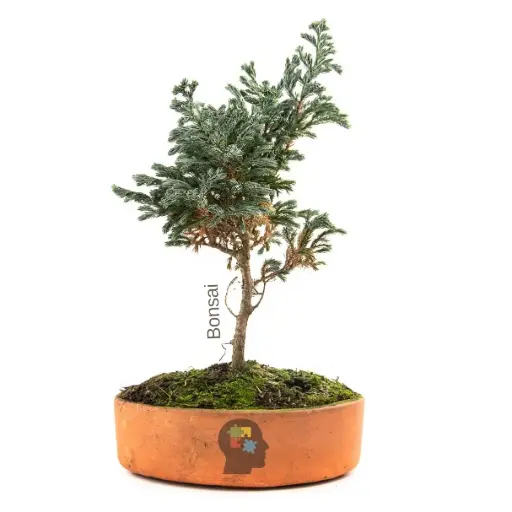 Cipres azul (Chamaecyparis pisifera)