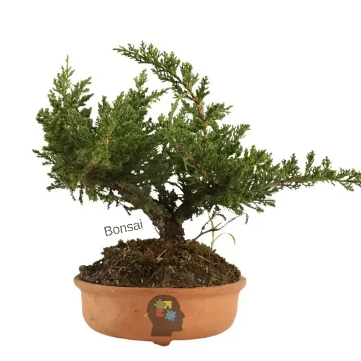[89] Enebro sabino (Juniperus sabina)