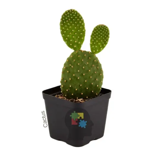 Cactus orejas de conejo (Opuntia microdasys)