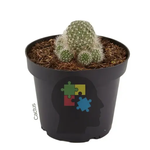 Cactus cabeza de viejo (Mammillaria senilis)