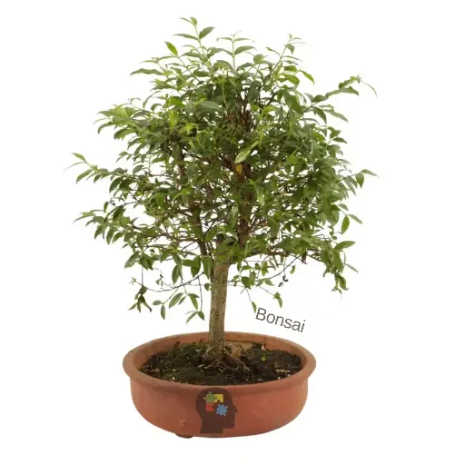 [90] Guayacan (Lafoensia acuminata)