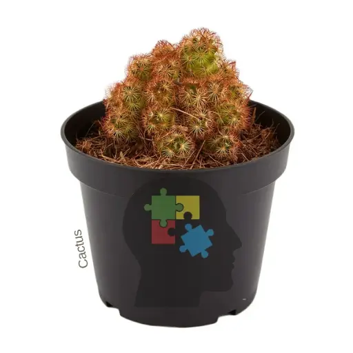 Cactus dedos de dama (Mammillaria elongata)