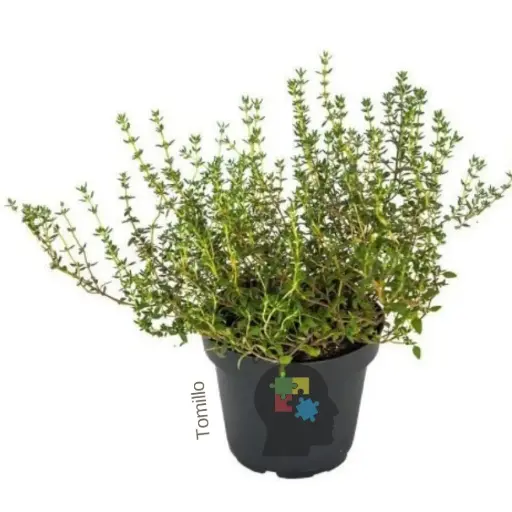 Tomillo (Thymus vulgaris)