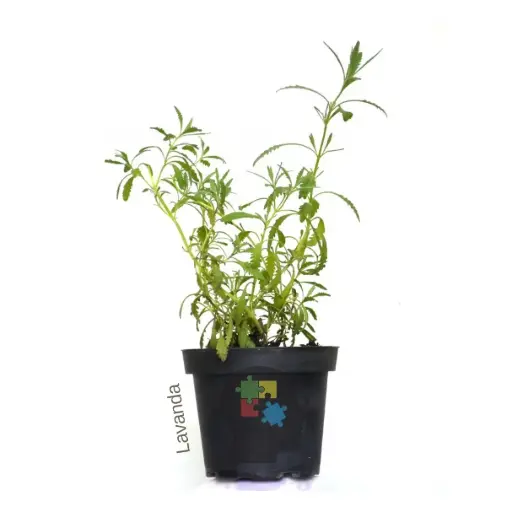 Lavanda (Lavandula dentata)