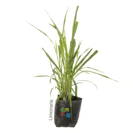 Limonaria (Cymbopogon citratus)