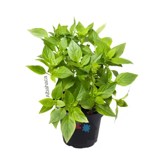 Albahaca (Ocimum basilicum)