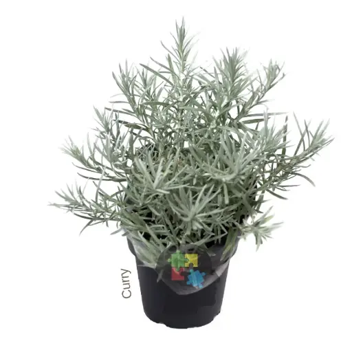 Curry (Helichrysum italicum)