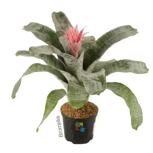 [71] Bromelia rosada (Aechmea fasciata)