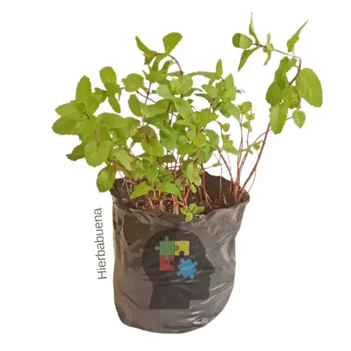 Hiernabuena (Mentha spicata)