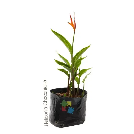 Falsa ave del paraiso (Heliconia psittacorum 'Choconiana)