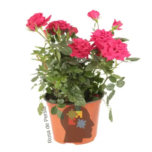 Rosa de persia (Rosa chinensis)