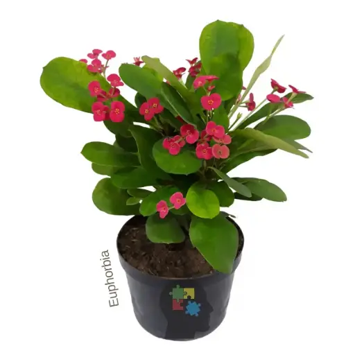 Espina de cristo (Euphorbia milii)