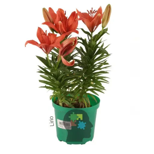 lirio (género Lilium)