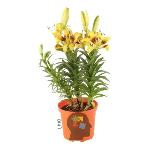 lirio (género Lilium)