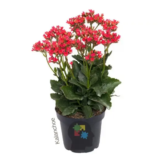 Kalanchoe (Kalanchoe blossfeldiana)