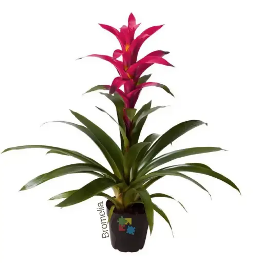 [72] Bromelia fucsia (Guzmania lingulata)