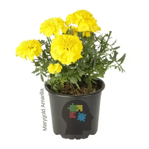 Marigold (Tagetes erecta)