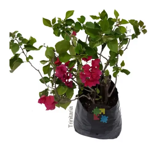 trinitaria (género Bougainvillea)