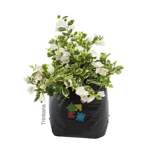 veranera (buganvilia abigarrada)