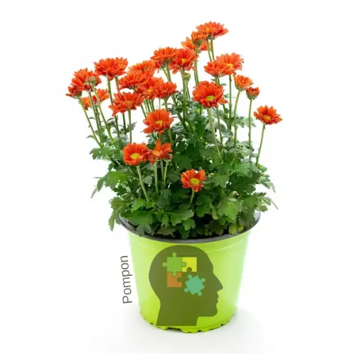 crisantemo (género Chrysanthemum)