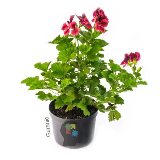 Geranio real (Pelargonium grandiflorum)