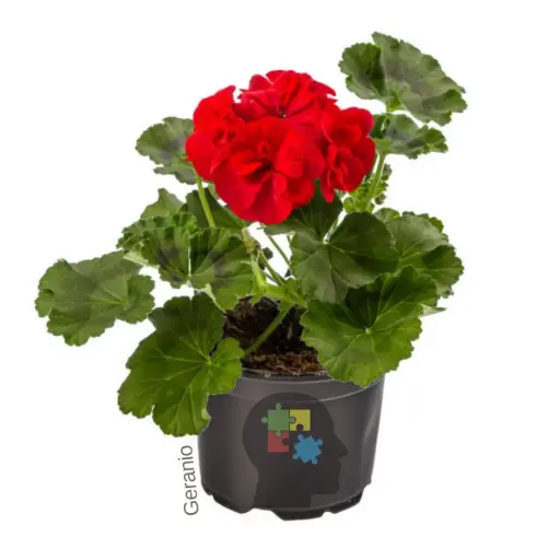 Geranio (Pelargonium zonale)