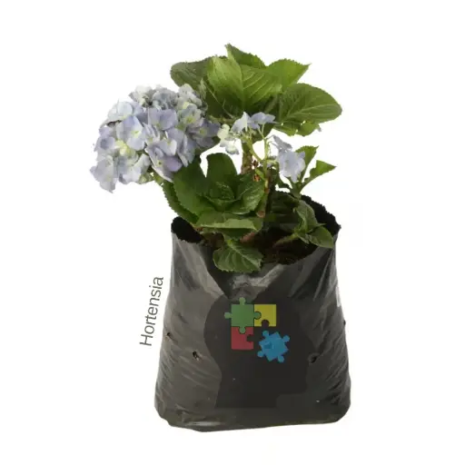 Hortensia (Hydrangea macrophylla)