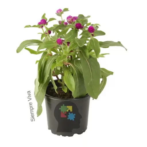 Siempreviva (Gomphrena globosa)