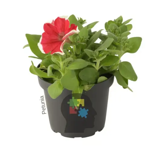 Petunia (Petunia hybrida)