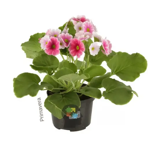 prímavera (Primula obconica)