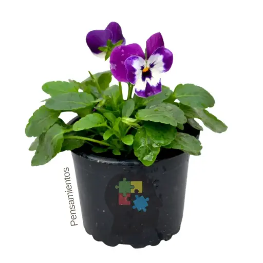 pensamientos (Viola × wittrockiana)