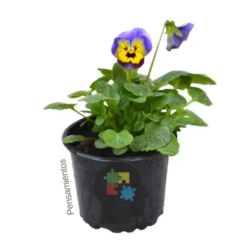 Pensamientos ( Viola x wittrockiana)