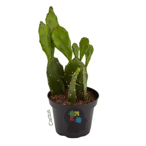 [98] Cactus nopal (Opuntia ficus-indica)