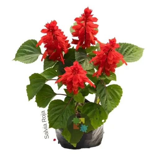 salvia roja (Salvia splendens)