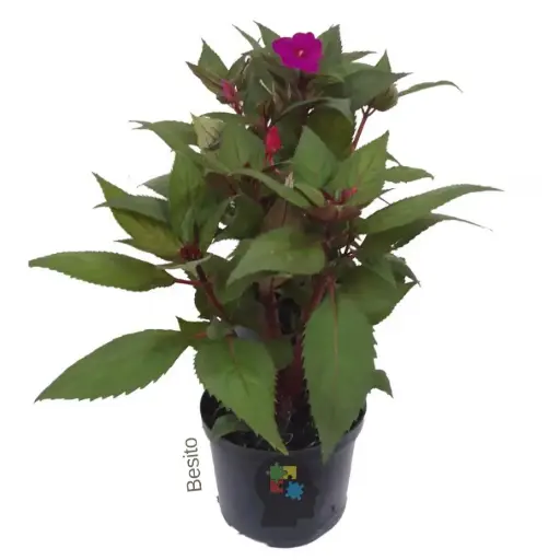 Besito (Impatiens hawkeri)