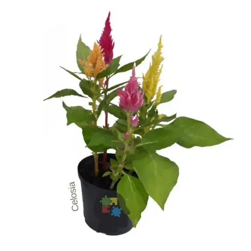 Celosía plumosa (género Celosia)