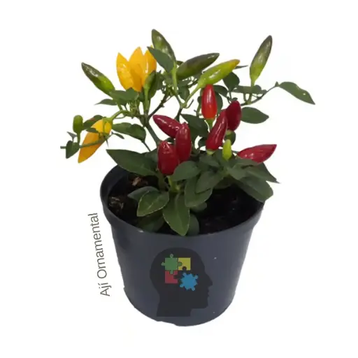 Ají Ornamental  (Capsicum Annuum)